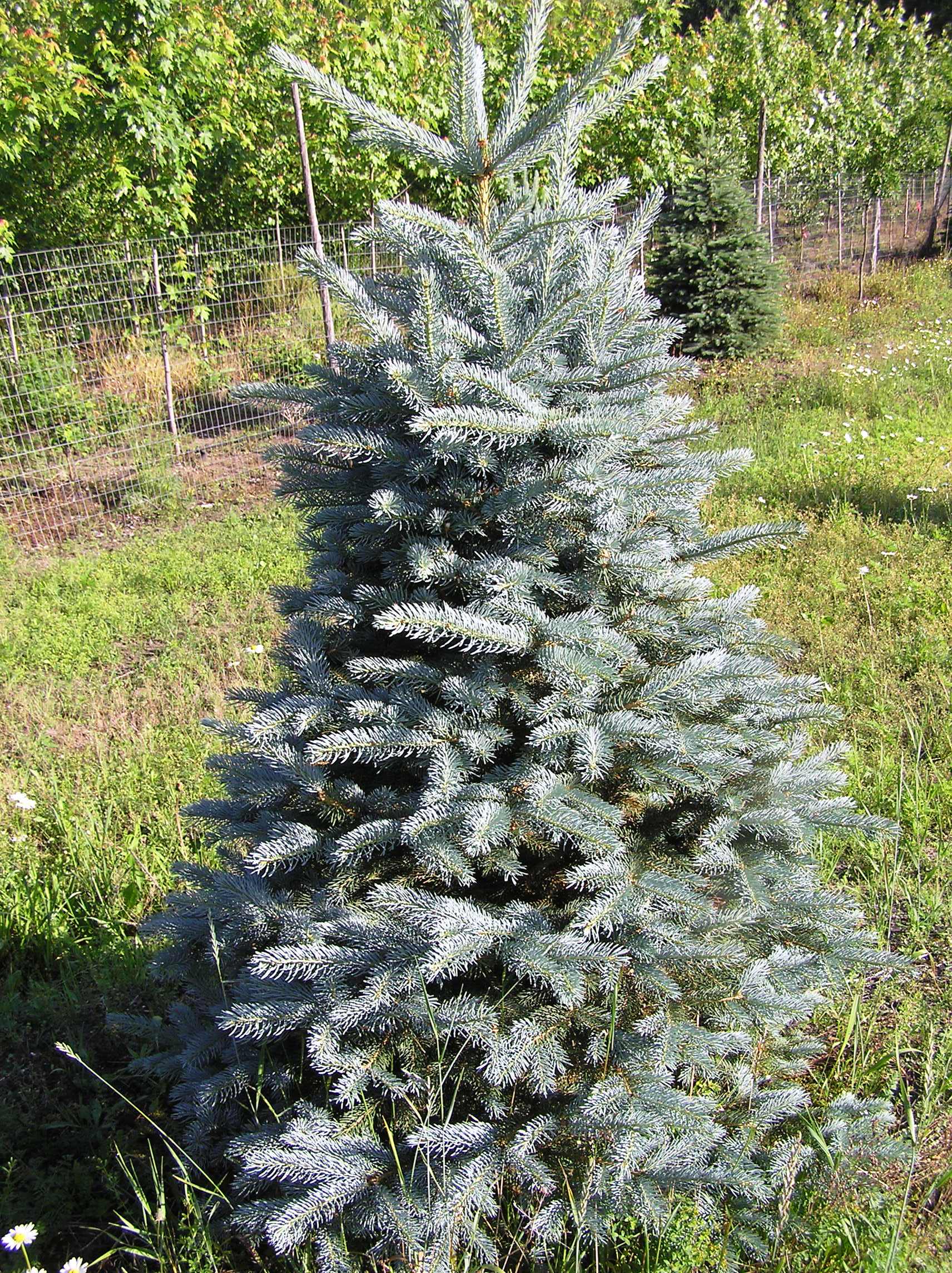 Blue Spruce Trees for sale