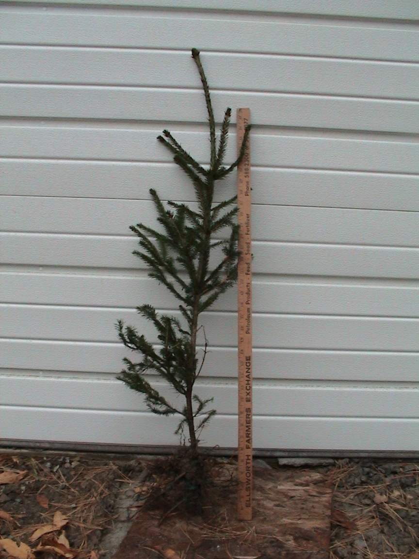 Norway Spruce Seedlings And Larger Trees
