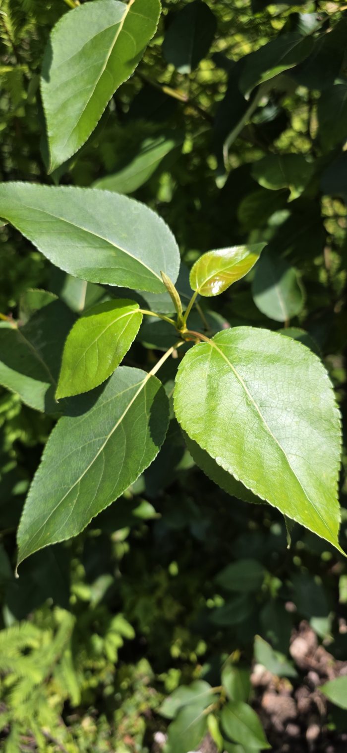 Balsam Poplar   .