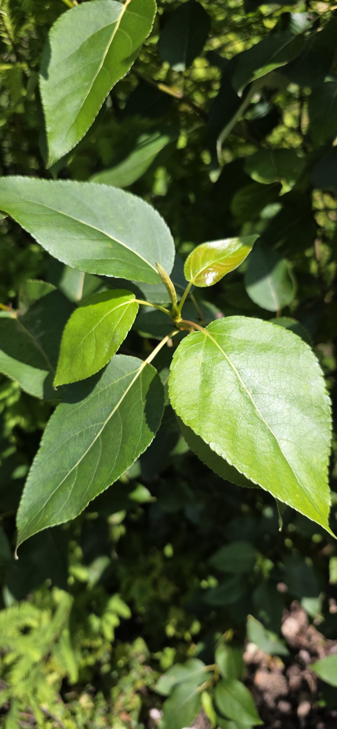 Balsam Poplar .