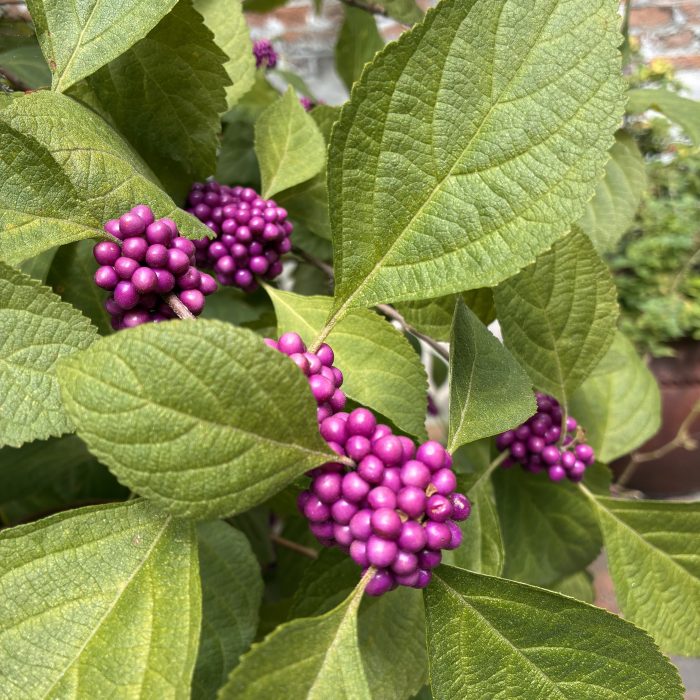 American Beautyberry (Callicarpa americana) shrub with clusters of vibrant purple berries along its branches.