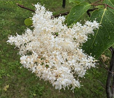 J Tree Lilac