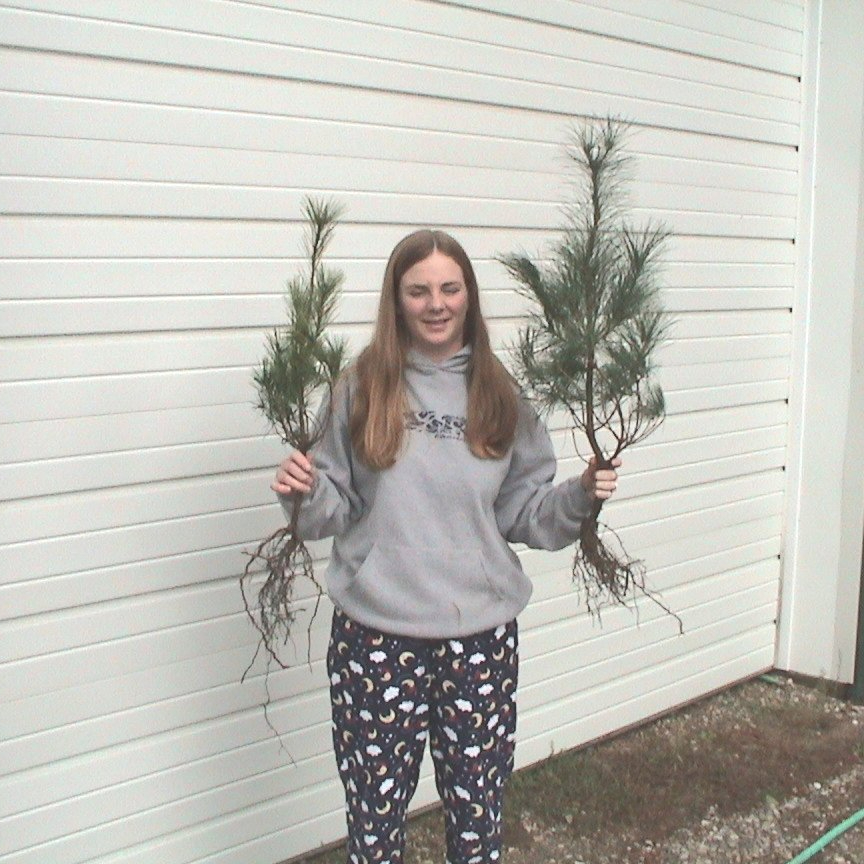 Eastern White Pine - Image 3