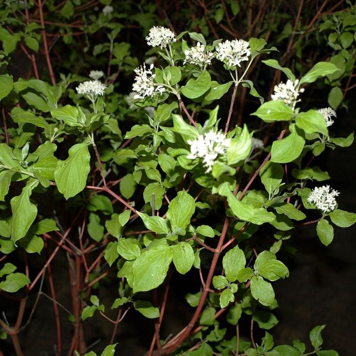 Red twig dogwood shrub with colorful stems, green leaves and white flowers.