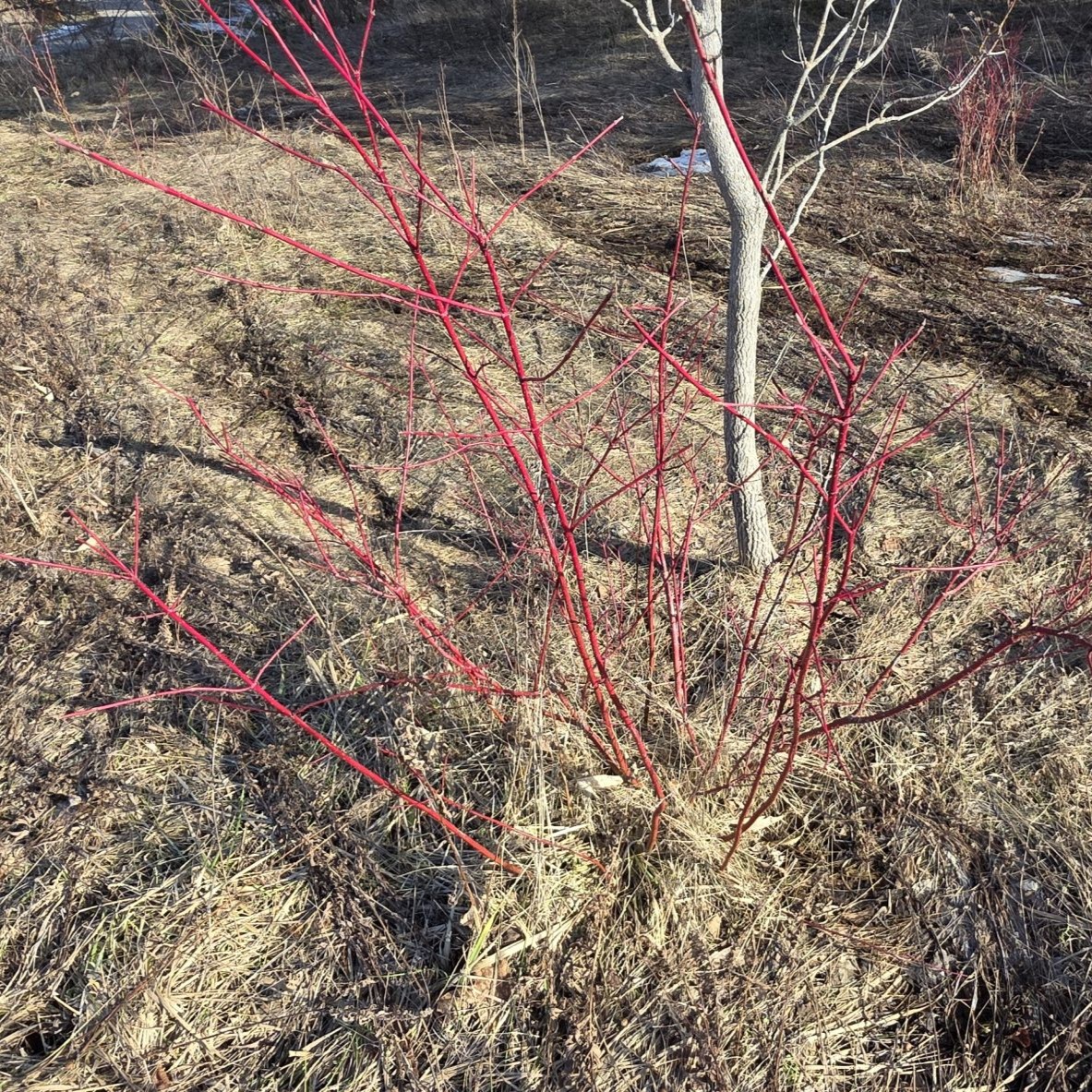 Red twig dogwood showing bright red stems in winter