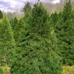 Eastern White Pine - Image 4