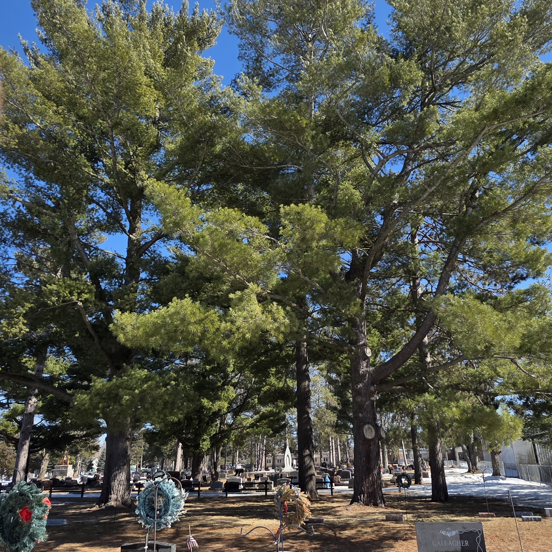 Eastern White Pine - Image 8