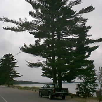 Eastern White Pine - Image 5