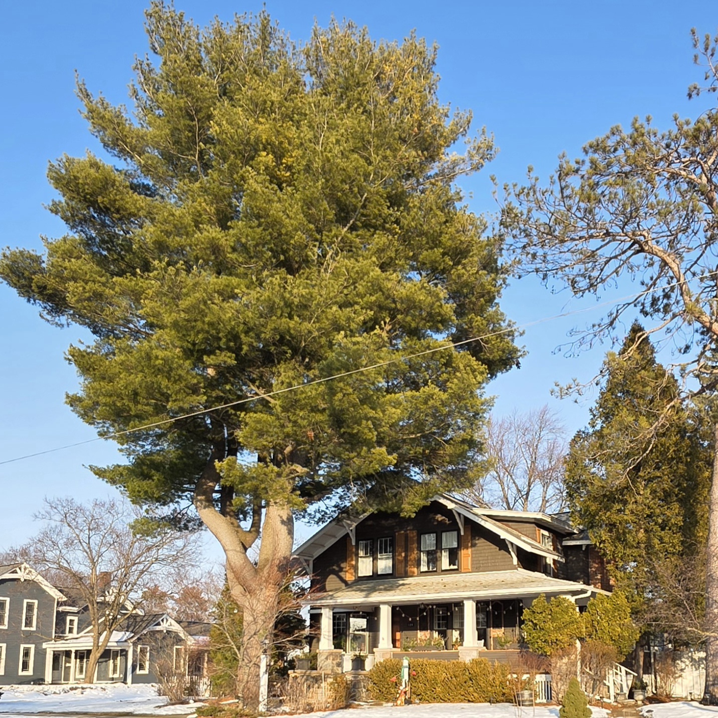 Eastern White Pine - Image 6