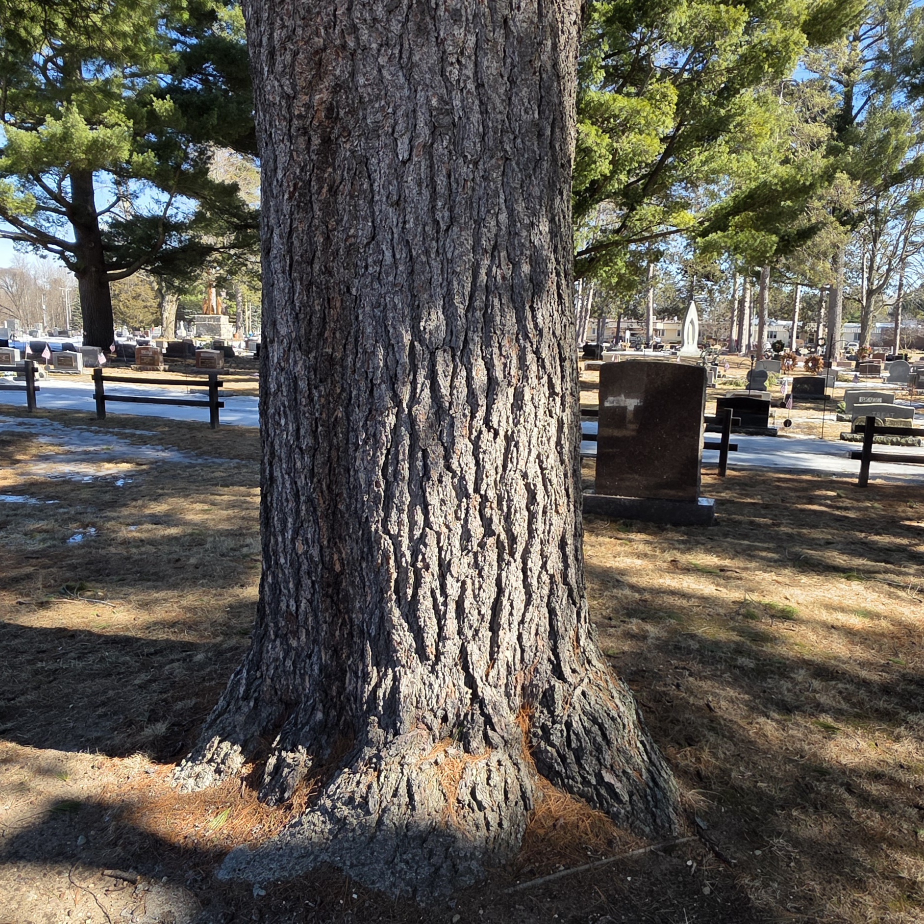 Eastern White Pine - Image 7