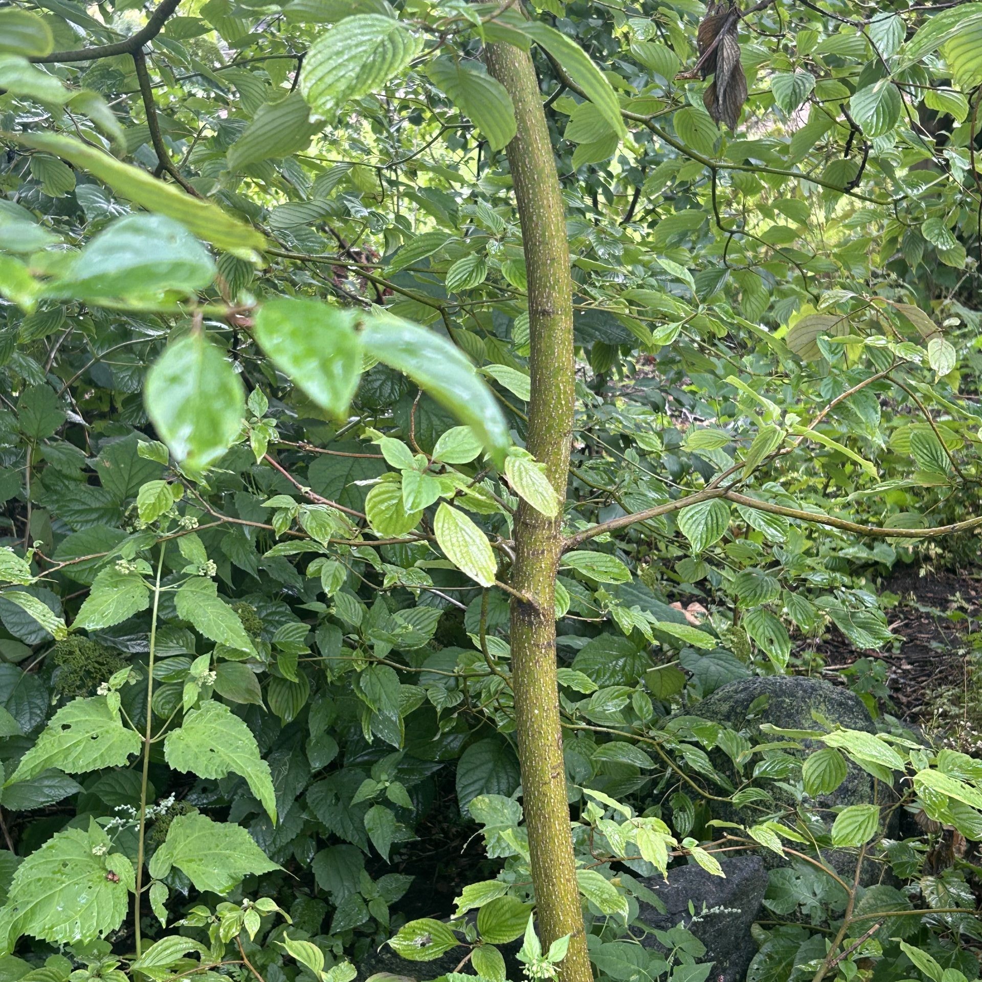 Pagoda dogwood (Cornus alternifolia) trunk and bark