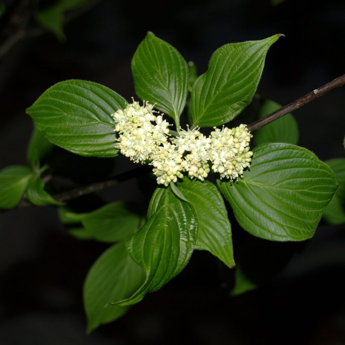 Pagoda dogwood (Cornus alternifolia) white flower clusters and green leaves