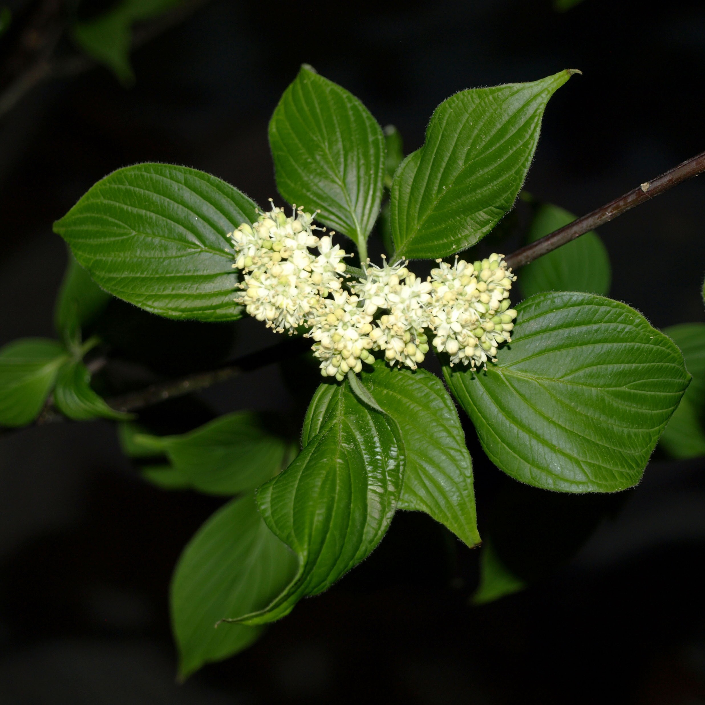 Pagoda dogwood (Cornus alternifolia) white flower clusters and green leaves