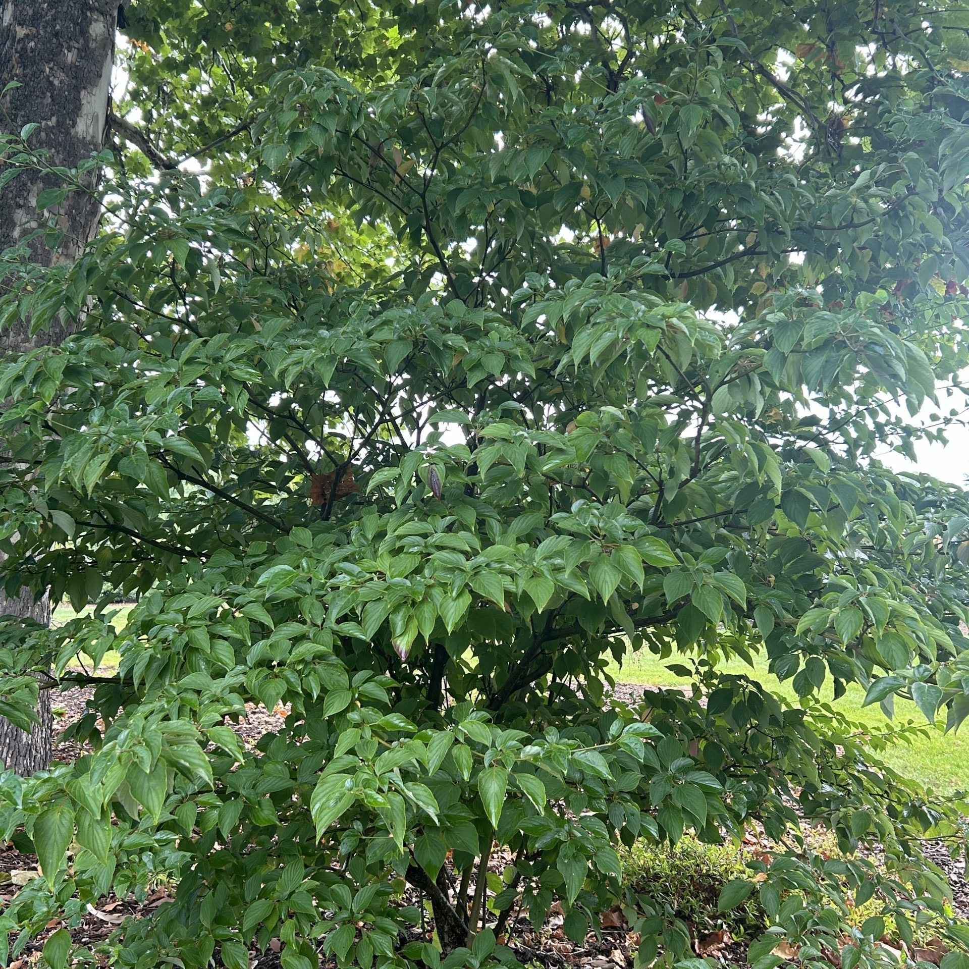 Mature Pagoda dogwood (Cornus alternifolia) tree with layered horizontal branches.