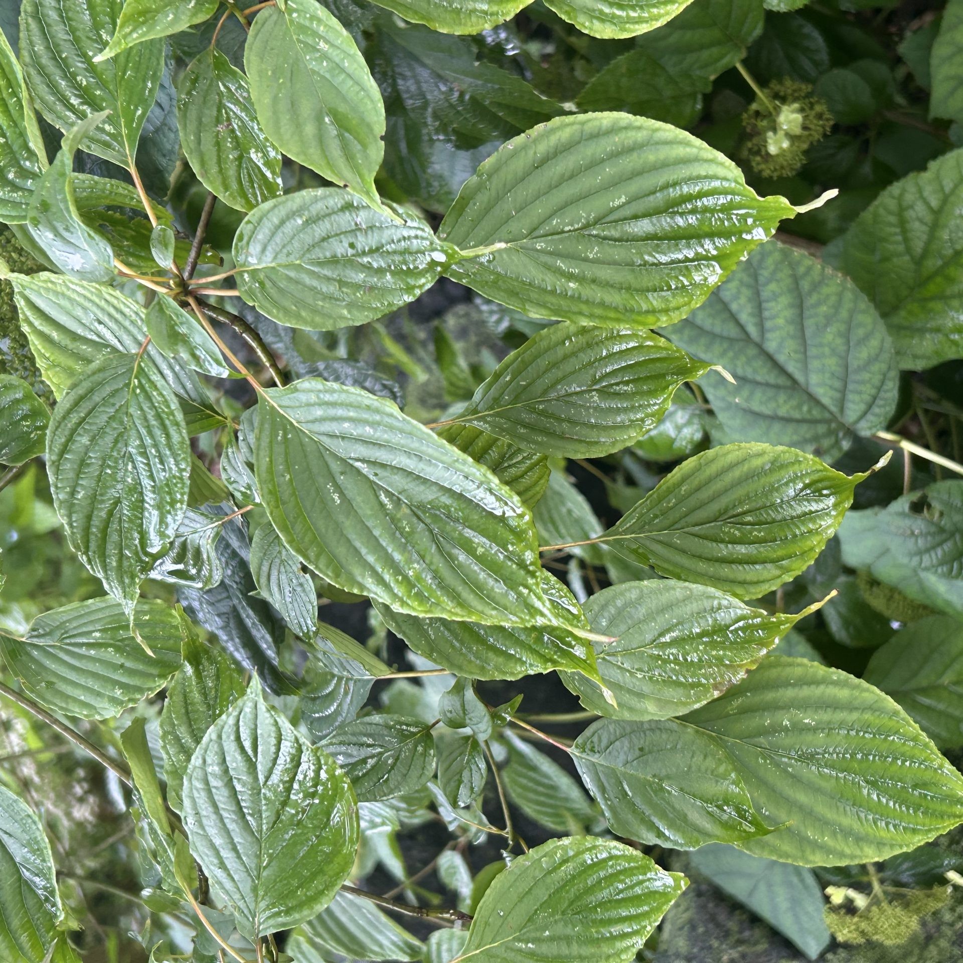 Pagoda dogwood (Cornus alternifolia) green leaves and branching