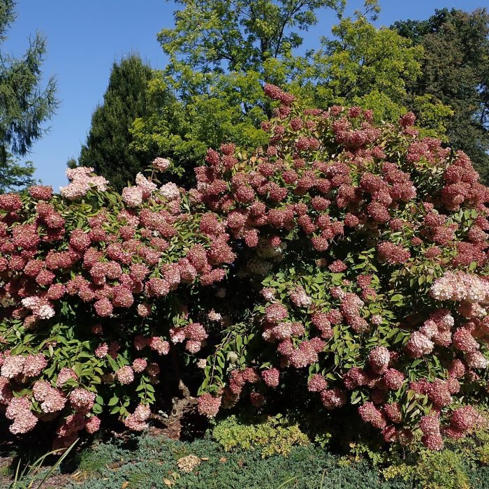 Mature Pee Gee Hydrangea shrub covered in plink flower clusters in a garden.