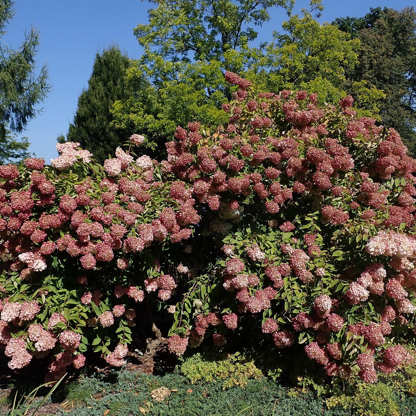 Mature Pee Gee Hydrangea shrub covered in plink flower clusters in a garden.